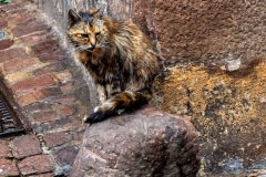 Riquewihr-France-2025-05