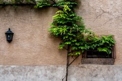 Riquewihr-France-2025-27